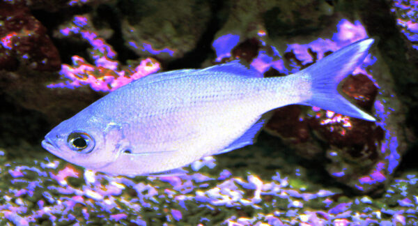 Kuhlia xenura (Kuhlia xenura) |commons:File:Kuhlia xenura.jpg
