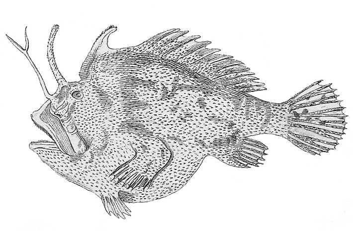 Kuiterichthys furcipilis (Kuiterichthys furcipilis) |commons:File:Kuiterichthys furcipilis.jpeg