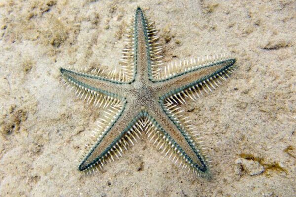 Kum Elek Denizyıldızı Astropecten polyacanthus