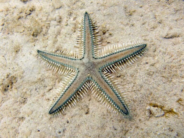 Kum Elek Denizyıldızı Astropecten polyacanthus