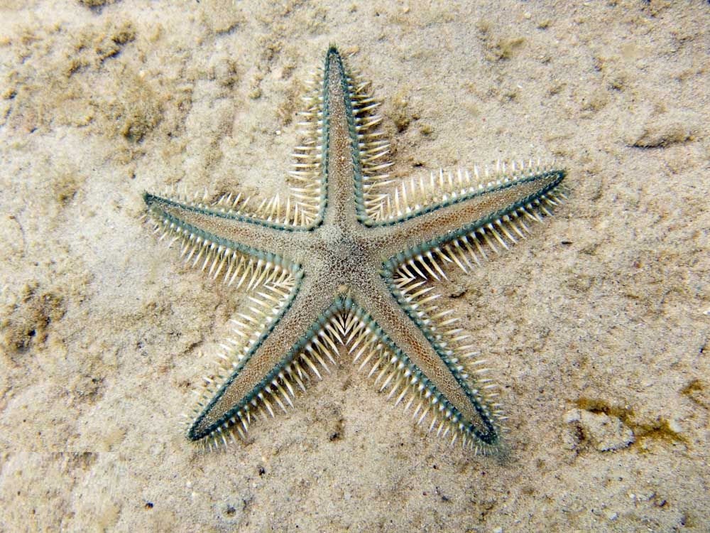 Kum Elek Denizyıldızı Astropecten polyacanthus