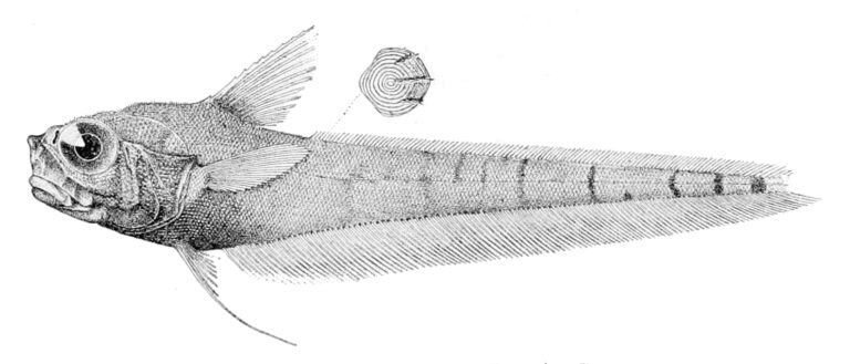 Kumba hebetata (Kumba hebetata) |commons:File:Kumba hebetata.jpg