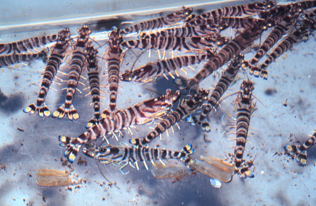 Kuruma Karidesi Penaeus japonicus