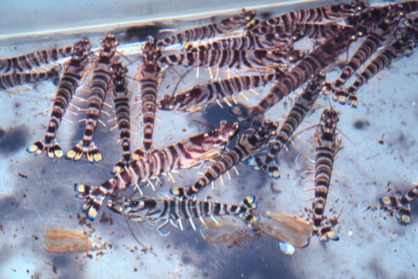 Kuruma Karidesi Penaeus japonicus