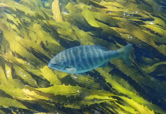 Kyphosus azureus (Kyphosus azureus) |commons:File:Kyphosus azureus 240598751.jpg