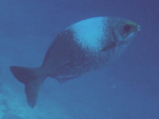 Kyphosus hawaiiensis (Kyphosus hawaiiensis) |commons:File:Hawaiian chub Kyphosus hawaiiensis.jpg