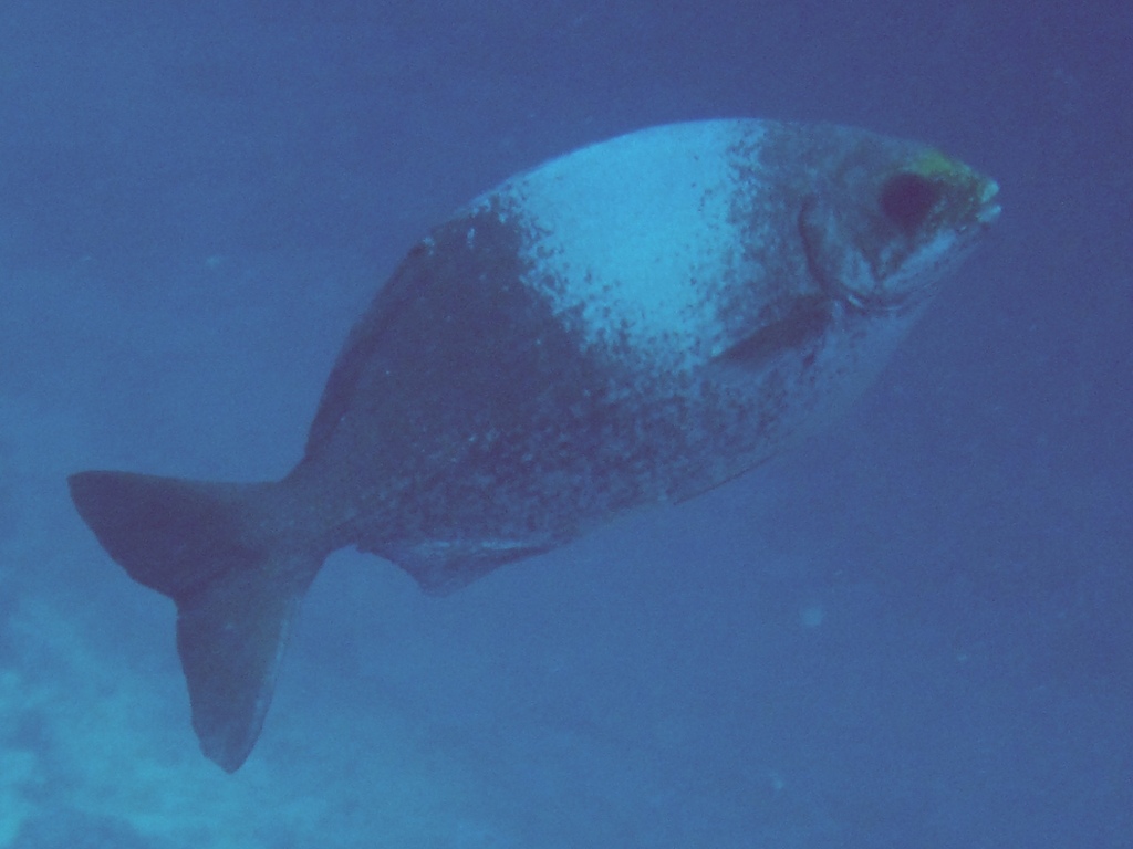 Kyphosus hawaiiensis (Kyphosus hawaiiensis) |commons:File:Hawaiian chub Kyphosus hawaiiensis.jpg