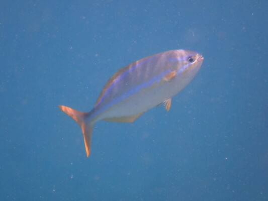 Kyphosus ocyurus (Kyphosus ocyurus) |commons:File:Kyphosus ocyurus 224238286.jpg