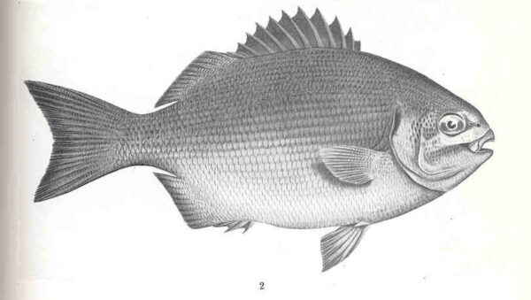 Kyphosus sydneyanus (Kyphosus sydneyanus) |commons:File:FMIB 36100 Kyphosus sydneyanus, Gunther.jpeg