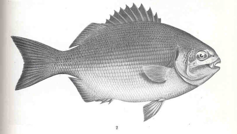 Kyphosus sydneyanus (Kyphosus sydneyanus) |commons:File:FMIB 36100 Kyphosus sydneyanus, Gunther.jpeg