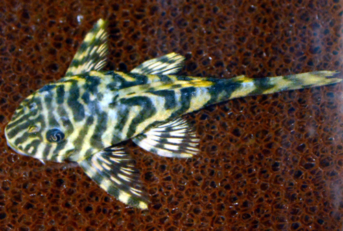 L134 Leopard Frog Pleco (Peckoltia compta) |commons:File:Peckoltia compta.jpg