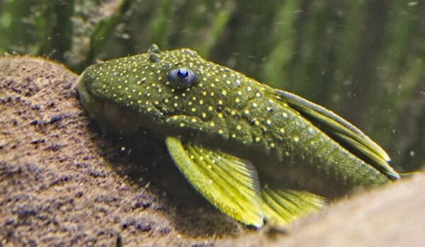 L200 Green Phantom (Hemiancistrus subviridis) |commons:File:Hemiancistrus subviridis - Gelber Phantomwels.jpg