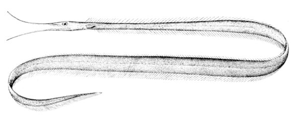 Labichthys carinatus (Labichthys carinatus) |commons:File:Labichthys carinatus.jpg