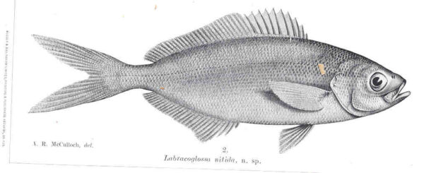 Labracoglossa nitida (Labracoglossa nitida) |commons:File:FMIB 36120 Labracoglossa nitida.jpeg