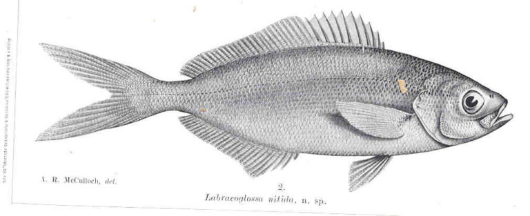 Labracoglossa nitida (Labracoglossa nitida) |commons:File:FMIB 36120 Labracoglossa nitida.jpeg