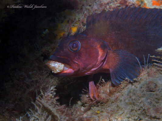 Labrisomus conditus (Labrisomus conditus) |commons:File:Labrisomus conditus 158450048.jpg