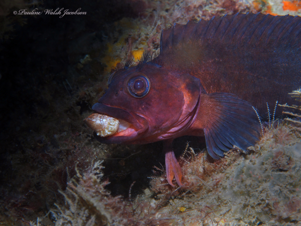 Labrisomus conditus (Labrisomus conditus) |commons:File:Labrisomus conditus 158450048.jpg