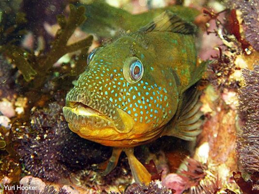 Labrisomus philippii (Labrisomus philippii) |commons:File:Labrisomus philippi.jpg
