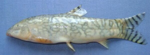 Ladder Loach (Botia rostrata) |commons:File:Botia rostrata.jpg