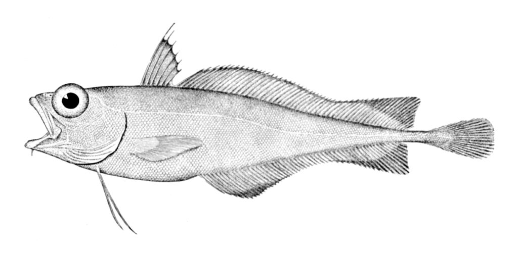 Laemonema melanurum (Laemonema melanurum) |commons:File:Laemonema melanurum.jpg