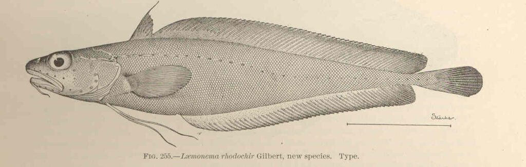 Laemonema rhodochir (Laemonema rhodochir) |commons:File:FMIB 42728 Laemonema rhodochir Gilbert, new species Type.jpeg