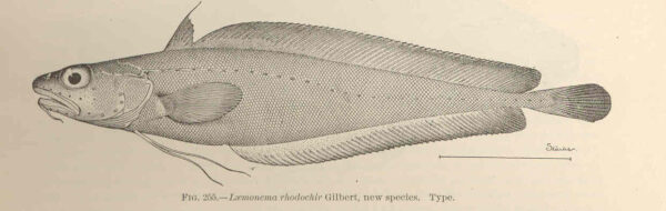 Laemonema rhodochir (Laemonema rhodochir) |commons:File:FMIB 42728 Laemonema rhodochir Gilbert, new species Type.jpeg