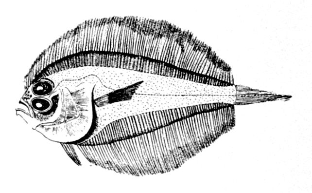 Laeops macrophthalmus (Laeops macrophthalmus) |commons:File:Laeops macrophthalmus.jpg