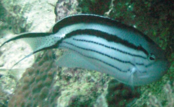 Lamarck Angelfish Genicanthus lamarck
