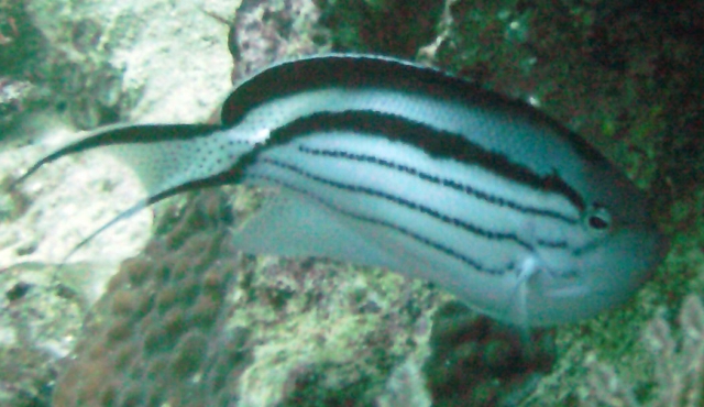 Lamarck Angelfish Genicanthus lamarck