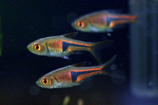 Lambchop Rasbora (Trigonostigma espei) |commons:File:Trigonostigma espei.jpg