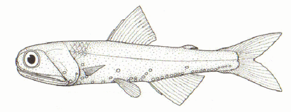 Lampanyctodes hectoris (Lampanyctodes hectoris) |commons:File:Lampanyctodes hectoris (Hector's lanternfish).gif