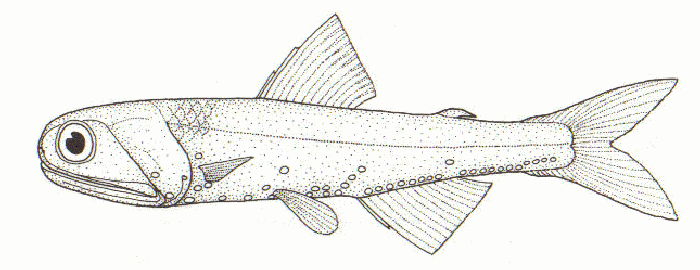 Lampanyctodes hectoris (Lampanyctodes hectoris) |commons:File:Lampanyctodes hectoris (Hector's lanternfish).gif