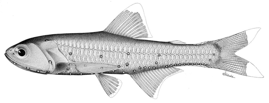 Lampanyctus omostigma (Lampanyctus omostigma) |commons:File:Lampanyctus omostigma.jpg