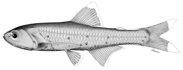 Lampanyctus omostigma (Lampanyctus omostigma) |commons:File:Lampanyctus omostigma.jpg
