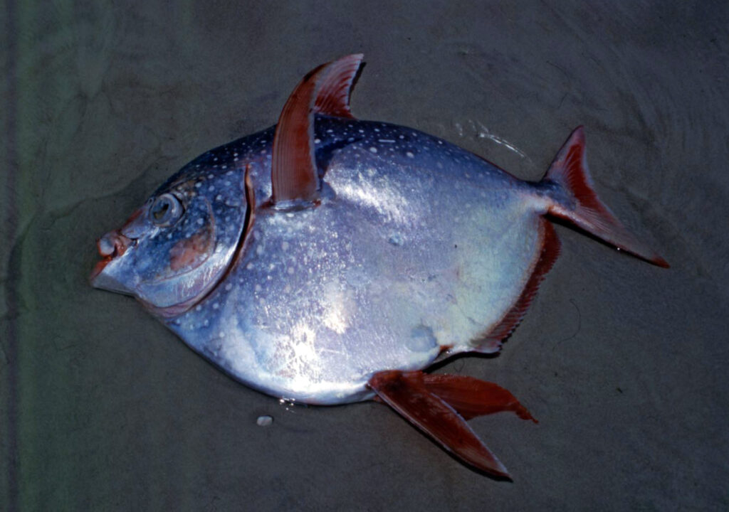 Lampris australensis (Lampris australensis) |commons:File:Lampris australensis 2690548.jpg