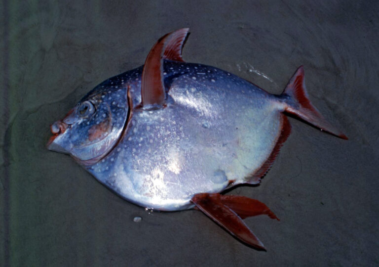Lampris australensis (Lampris australensis) |commons:File:Lampris australensis 2690548.jpg