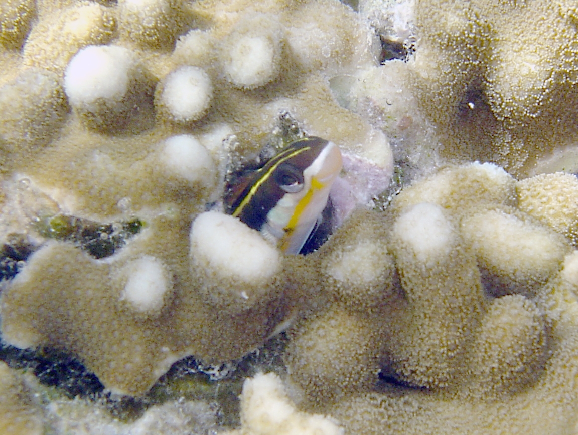 Lance Blenny (Aspidontus dussumieri) |commons:File:Aspidontus dussumieri, Samoa.jpg