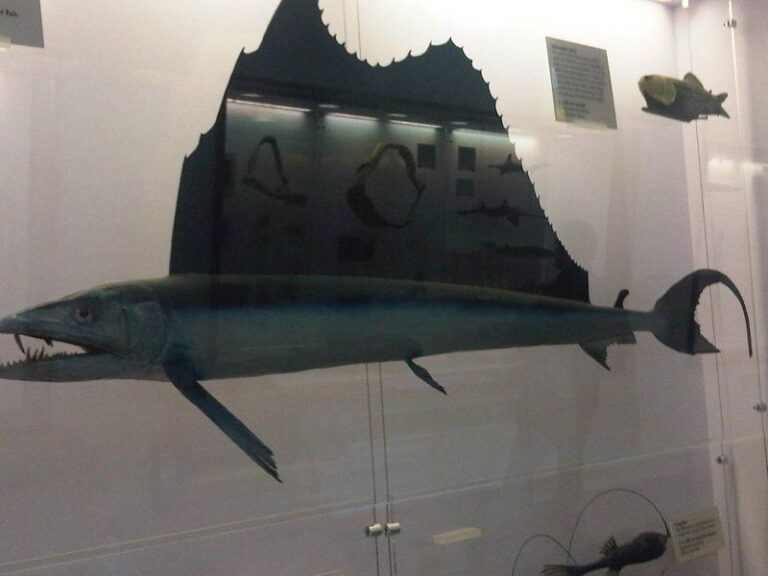 Lancetfish (Alepisaurus ferox) |commons:File:Alepisaurus ferox 2.jpg