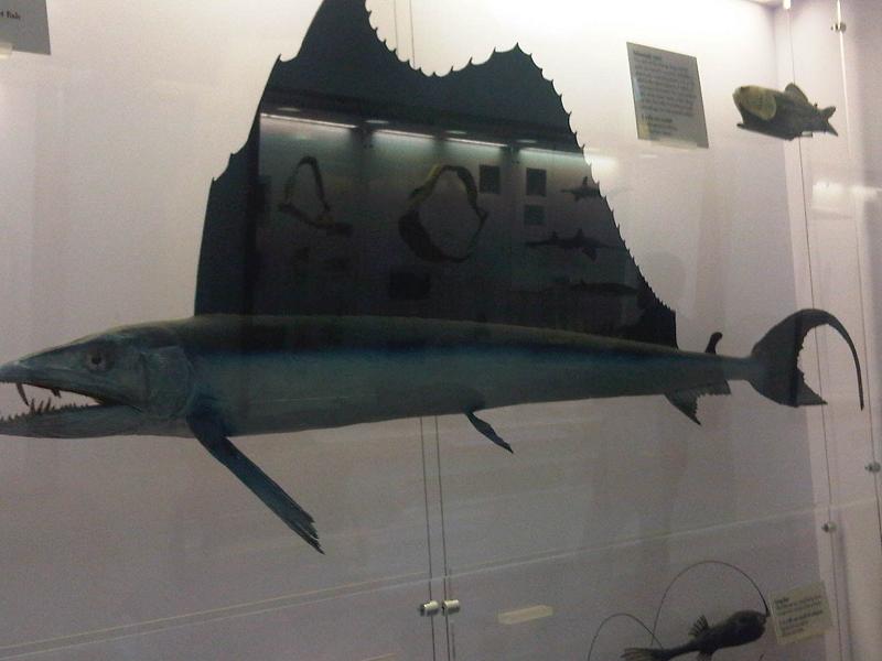 Lancetfish (Alepisaurus ferox) |commons:File:Alepisaurus ferox 2.jpg