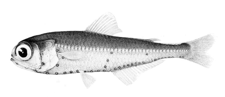 Lanternfish (Myctophum nitidulum) |commons:File:Myctophum nitidulum.jpg