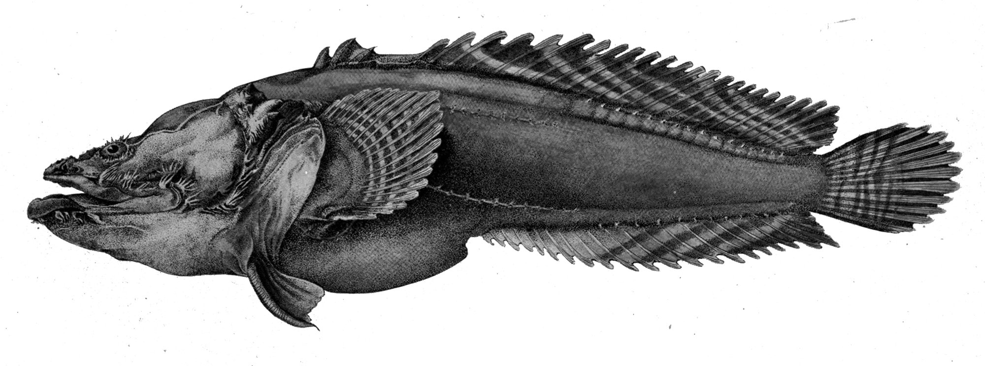 Large-eye Toadfish (Batrachoides gilberti) |commons:File:Batrachoides gilberti.jpg