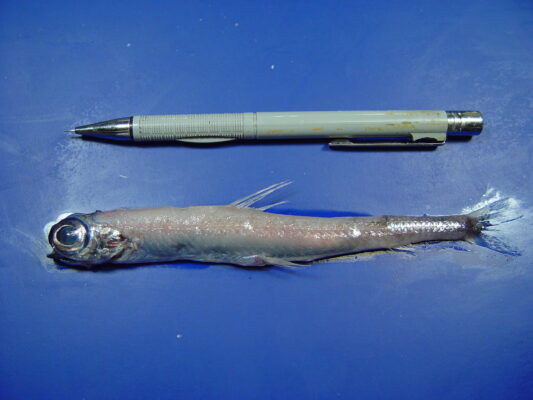 large-eyed argentine (Nansenia groenlandica) |commons:File:Greenland argentine or large-eyed argentine (Nansenia groenlandica).jpg