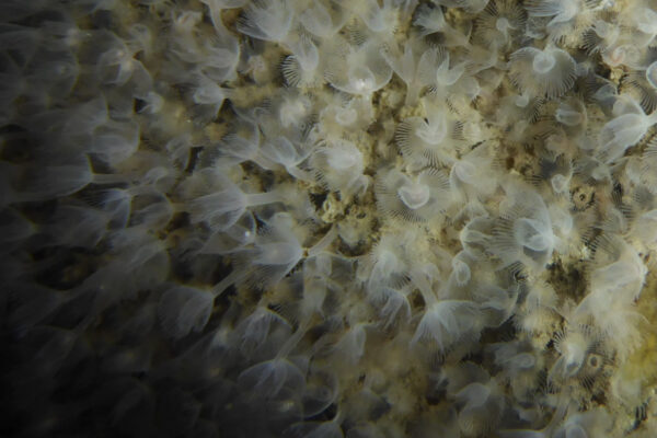 large green phoronid Phoronopsis harmeri