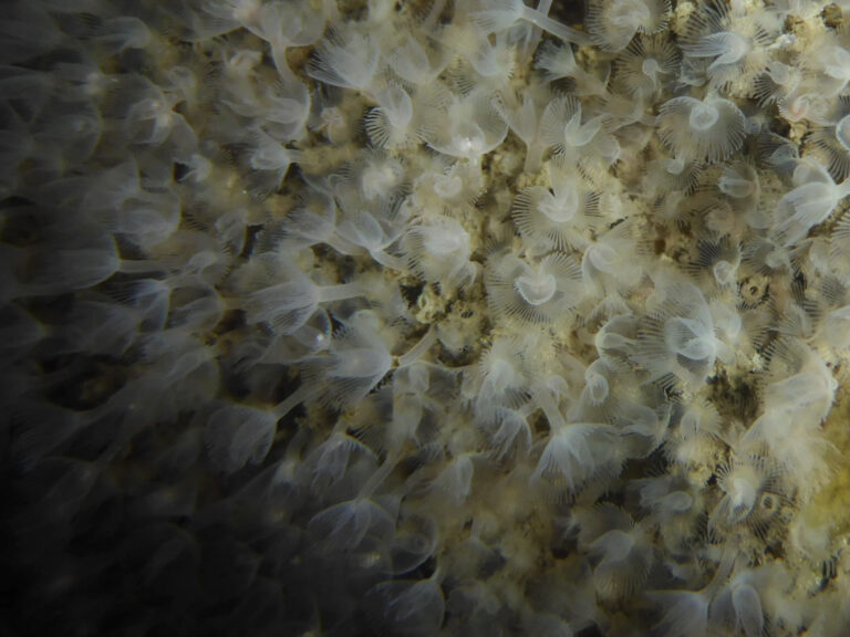 large green phoronid Phoronopsis harmeri
