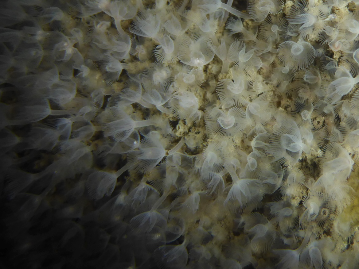 large green phoronid Phoronopsis harmeri