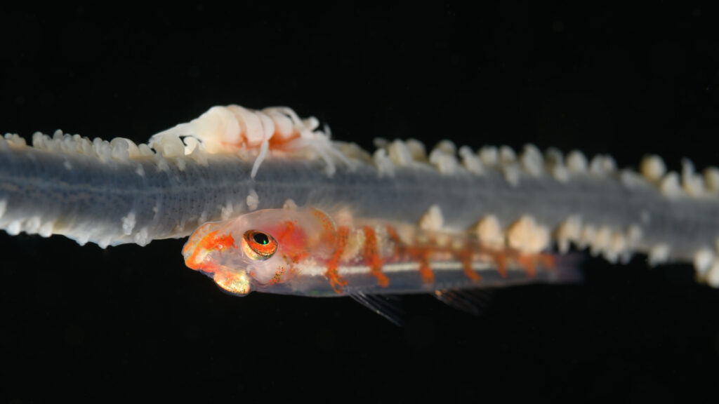 Large Whip Goby (Bryaninops amplus) |commons:File:2019 Bryaninops amplus - by 2eight - ZSC0178.jpg