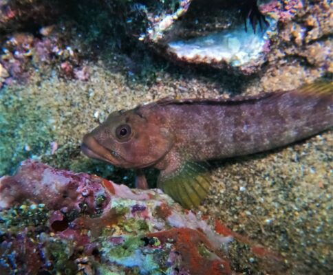 Largemouth Blenny (Labrisomus xanti) |commons:File:Labrisomus xanti 254705267.jpg