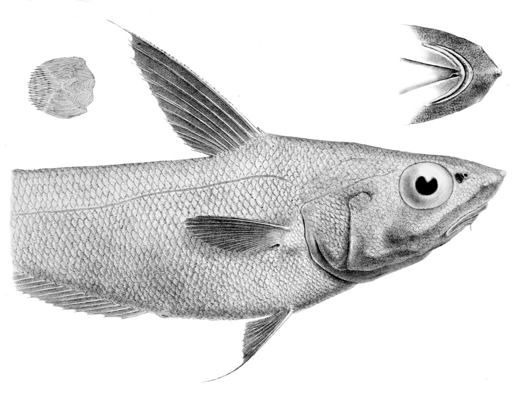 Largenose Grenadier (Coryphaenoides nasutus) |commons:File:Coryphaenoides nasutus.jpg