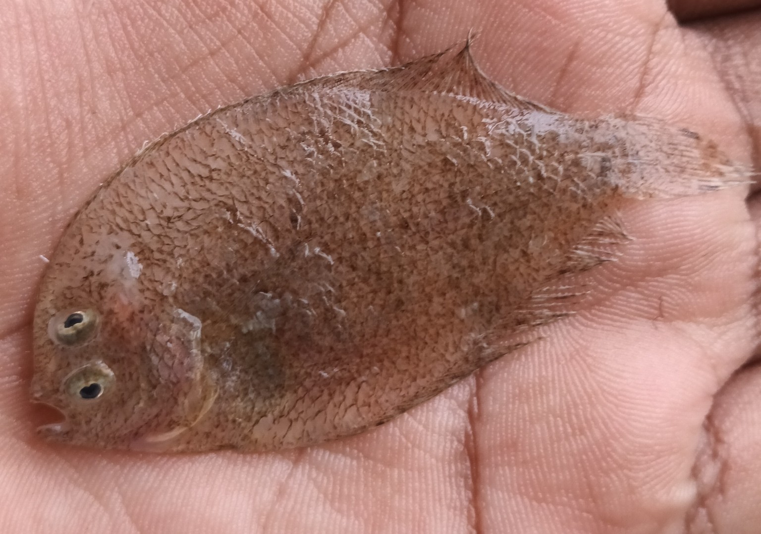 Largescale Flounder (Engyprosopon grandisquama) |commons:File:Engyprosopon grandisquama (Temminck & Schlegel, 1846).jpg