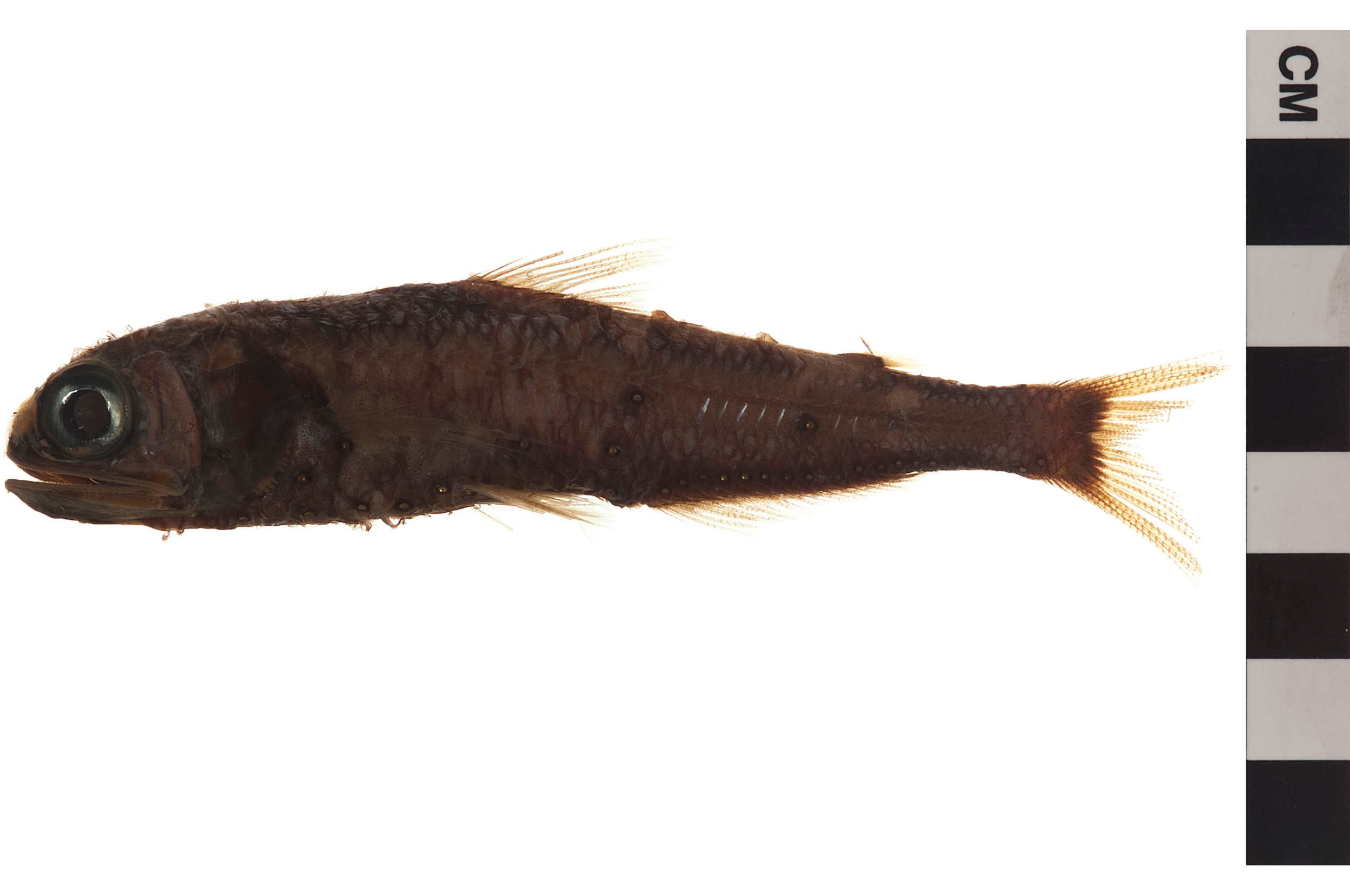Largescale Laternfish (Symbolophorus veranyi) |commons:File:NMNH-EO 400383 Largescale Lanternfish Symbolophorus veranyi 005.jpg